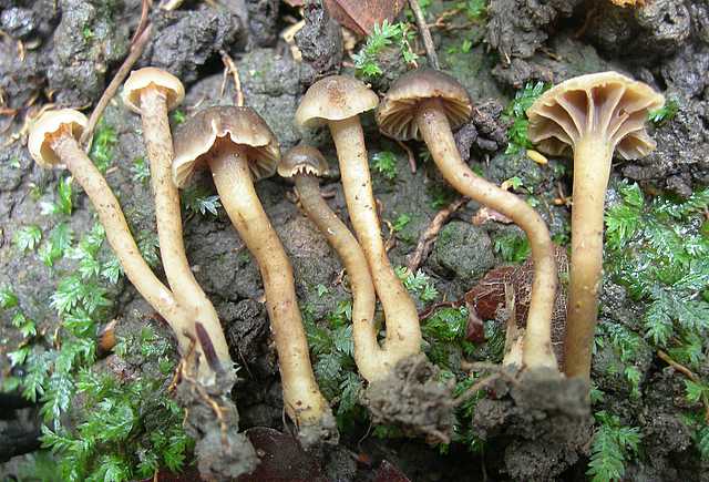 Camarophyllopsis micacea      (Berk. & Broome)       Arnolds